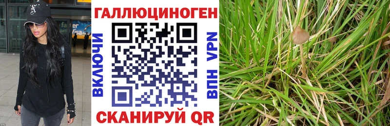 купить Костомукша блэк спрут ТОР Галлюциногенные грибы Cubensis